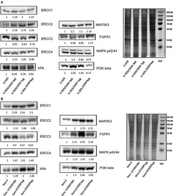 Cisplatin Resistance in Osteosarcoma: In vitro Validation of Candidate DNA Repair-Related Therapeutic Targets and Drugs for Tailored Treatments